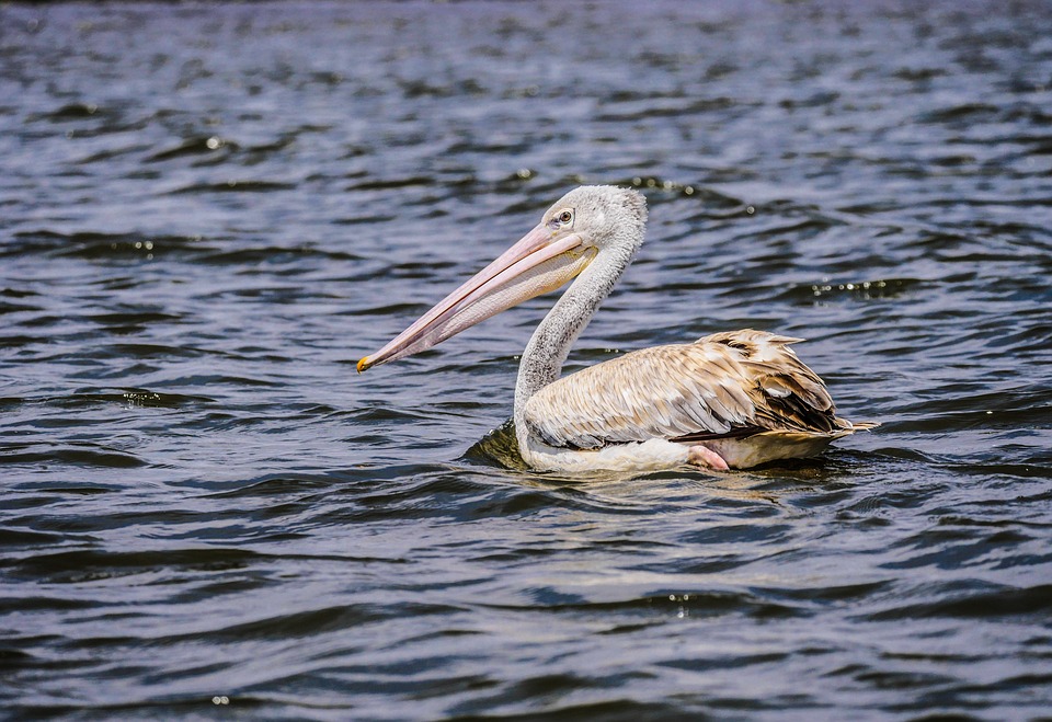 pelican on a lake